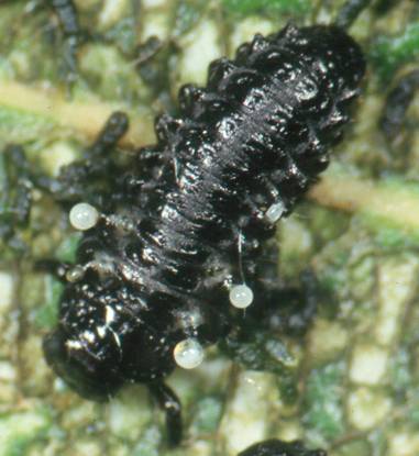 Larva of C. lapponica with everted thoracal glands